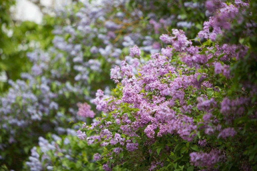 Wohnstätte Pfarrhaus Schmerzke