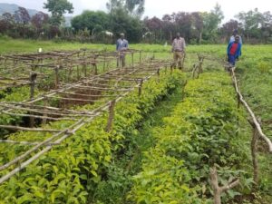 Kaffeeanbau mit jungen etwa einem Meter hohen Kaffeepflanzen in 15m langen reihen. Zusatzverdienst für die Klinik
